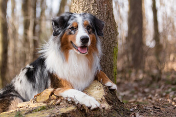 Aussie Australian shepherd of red-white-black color sits with his paws on a stump in the forest