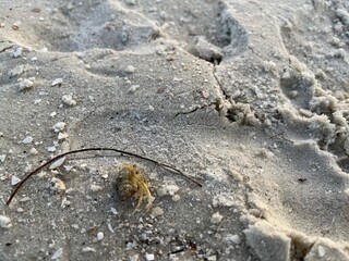 footprint on the sand