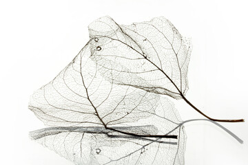  leaf vein texture background abstract