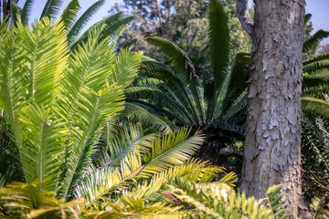 Close up photo of palm in park