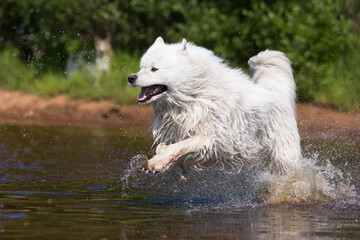 A white Samoyed dog runs through the water amid splashes