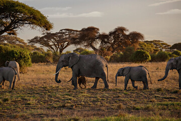 African elephants herd at sunrise in Amboseli National Park, Kenya © Natalia