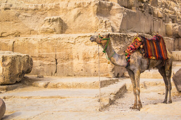 Camel against the background of the pyramids of the pharaohs Cheops, Khafren and Mikerin in Giza, Egypt