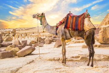 Camel against the background of the pyramids of the pharaohs Cheops, Khafren and Mikerin in Giza,...