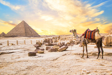 Camel against the background of the pyramids of the pharaohs Cheops, Khafren and Mikerin in Giza,...