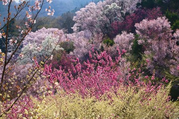 花見山の桜（福島県・福島市）