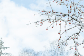 Snow covered branch of tree Sorbus aucuparia with red berries in a forest on winter day. Clear blue sky, winter concept. Soft selective focus, copy space
