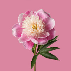 Delicate pink peony flower  isolated on a pink background.