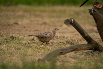 The common pheasant (Phasianus colchicus)