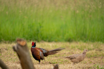 The common pheasant (Phasianus colchicus)