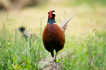 The common pheasant (Phasianus colchicus)
