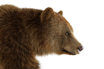 Brown grizzly bear isolated on white. © Photocreo Bednarek