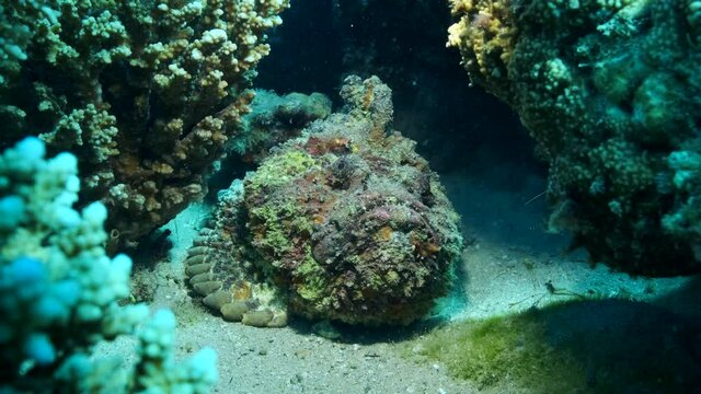 Close-up portrait of the Stonefish lies under the corals in sunrays. Reef Stonefish (Synanceia verrucosa). 4K-60fps
