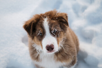 Aussie dog on walk in winter park. Close up portrait of snowflake on dogs muzzle. Portrait of Australian Shepherd puppy red tricolor with white stripe in snow top view.