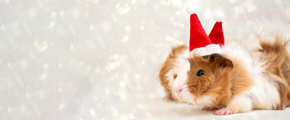 Holiday Pets Christmas cute guinea pig in red Santa Hat on white shiny gold sparkles background