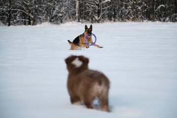 Two dogs play in park in winter. Red tricolor Australian Shepherd puppy with cropped tail stands in snow and looks at adult red German Shepherd with ring in teeth. Brown aussie.