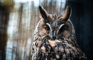 Long-eared owl (Asio otus) portrait
