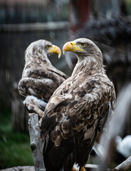 A pair of white-tailed eagles (Haliaeetus albicilla) in an aviary