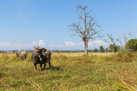 Thai buffalo eating grass in the field