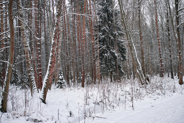 mixed forest in winter