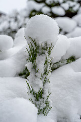 Śnieg w ogrodzie - obrazy, fototapety, plakaty