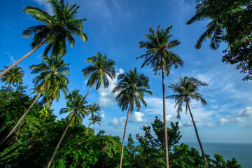 The view of the natural background of the mountain close-up, with blurred fog scattered in the rainy season or the humid climate, with beautiful green trees in the ecological system