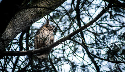 Long-eared owl (Asio otus) wintering on a pine tree in a city park