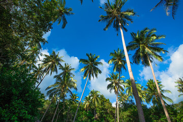 Fototapeta premium Background of evening natural light on high mountains overlooking the sea, coconut palms,hillside villas and large rocks (overlap stone) on Koh Samui,Surat Thani Province of Thailand