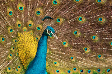 Obraz premium Peacock