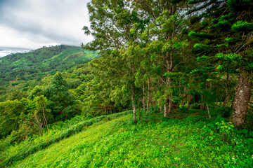 The view of the natural background of the mountain close-up, with blurred fog scattered in the rainy season or the humid climate, with beautiful green trees in the ecological system