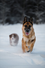 Two dogs in winter park. Australian Shepherd. German Shepherd dog runs fast forward through white snow against background of forest and is overtaken by small puppy aussie red tricolor.