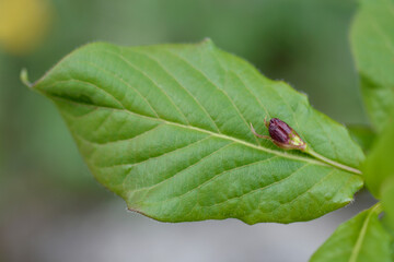 Alpine Honeysuckle