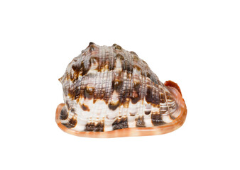 seashell on a white isolated background. Close-up