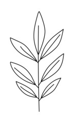 Vector twig with leaves in a minimalist style. Sprig isolated on white background. Floral elements. Hand-drawn botany. Vector elements for textile design and typography