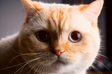 Close up portrait of a ginger British shorthair cat with large gray eyes and spiky ears