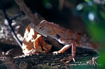 lizard on the tree