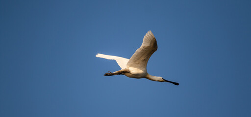 Eurasian spoonbill (Platalea leucorodia) flying above a lake