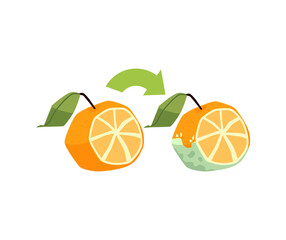 Fresh orange fruit turns into old rotten orange cartoon vector concept. Citrus fruit with mold on it.