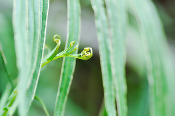 Pteris vittata or Pteris vittata L or fern , fern plant