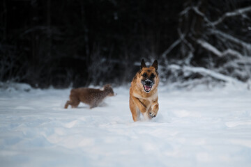 Two dogs in winter park. Australian Shepherd. Red German Shepherd is running fast forward through white snow against background of forest and little puppy Aussie is walking behind.