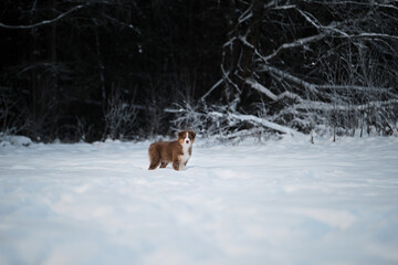 Aussie dog on walk in winter park. Bobtail puppy. Puppy of Australian shepherd dog red tricolor with white stripe stands in snow against background of snowy forest.
