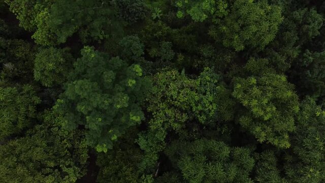 Bosque de arboles en la selva