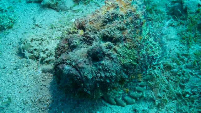 Close-up portrait of the Stonefish moves along the sandy bottom covered with green seagrass. Camera moving forwards. Reef Stonefish (Synanceia verrucosa). 4K-60fps