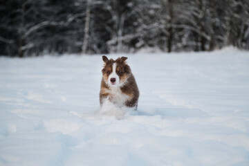 Aussie dog on walk in winter park. Ears in different directions from speed and wind. Puppy of Australian shepherd dog red tricolor with white stripe runs fast on white snow against forest background.