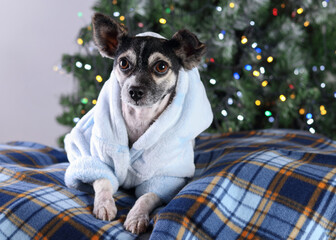 Dog after bathing on a blue blanket.Winter. Black and white dog in a bath blue coat lies and rests on the background of the Christmas tree. Concept of pet care. Happy New Year. Merry Christmas.