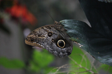 Butterfly - Blue Morpho