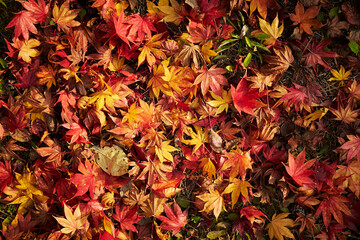 autumn leaves on the ground