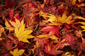 autumn leaves background