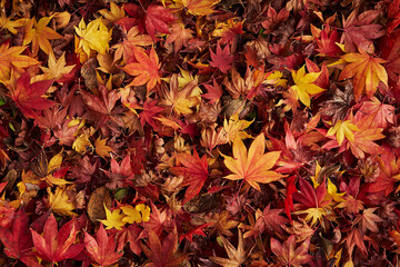 autumn leaves in the garden
