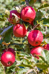 Südtirol Äpfel vor der Ernte / Pink Lady